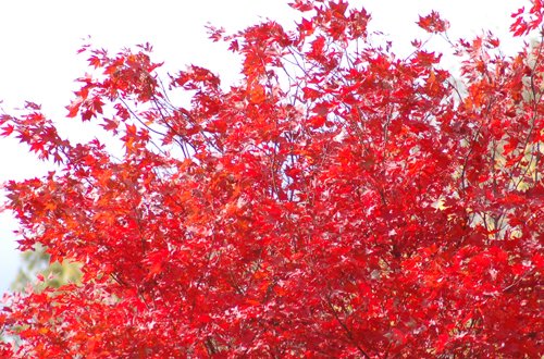 fall-leaves-4